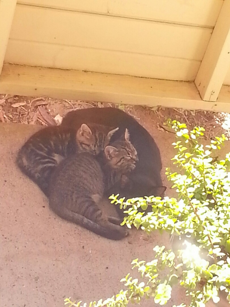 Illustration for article titled This Stupid Shutdown and Kitten Update